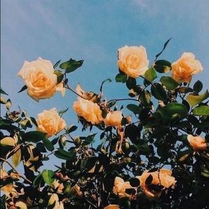 Meet your Posher, Carly